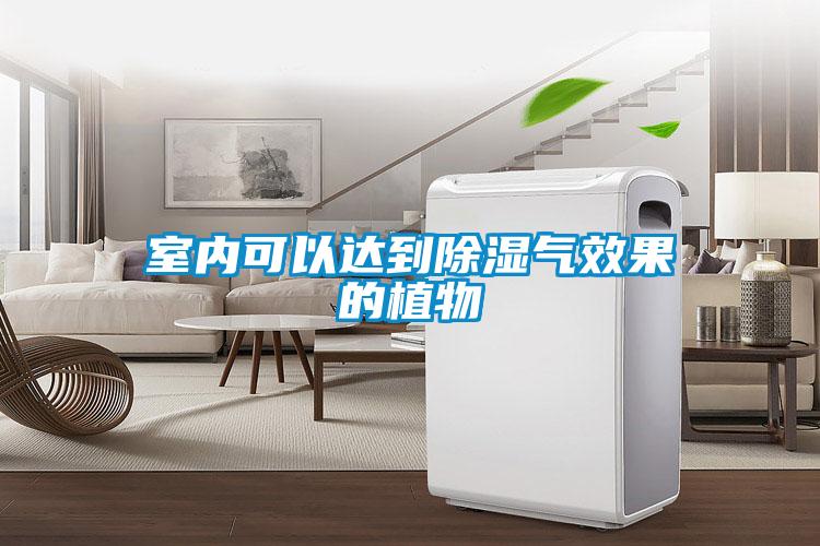 室内可以达到除湿气效果的植物